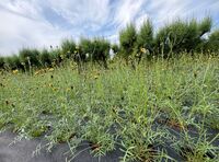 澎湖特有「風茹茶」，你喝過了嗎？
