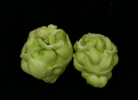 芥菜新品種「桃園3號-圓頭仔」
