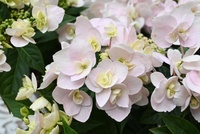 繡球花新品種 ‘桃園1號-舞蝶’