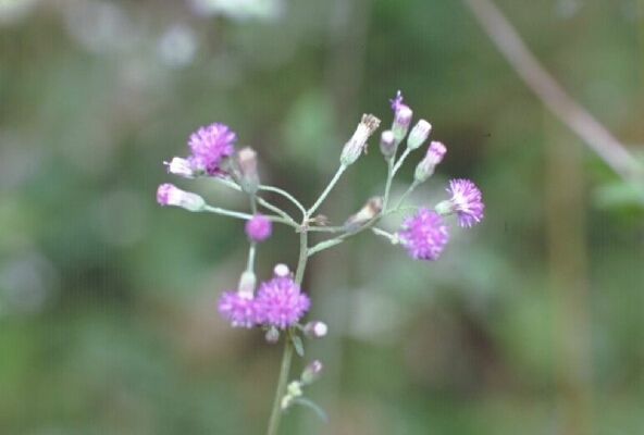 菊科