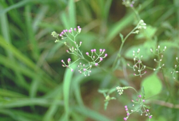 菊科